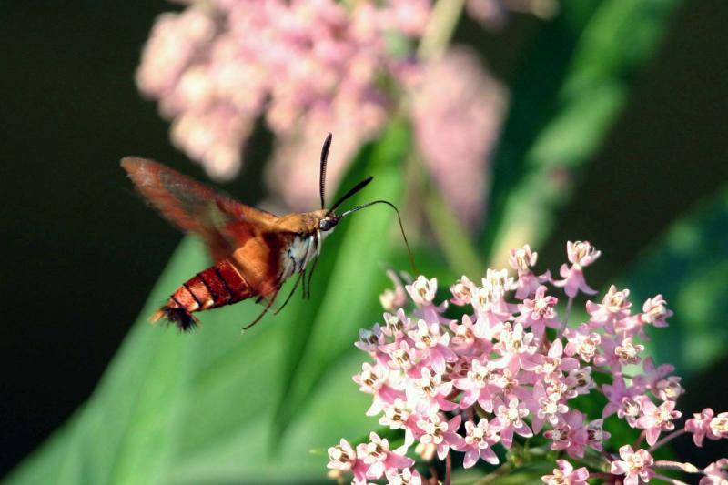 Hummingbird Moth