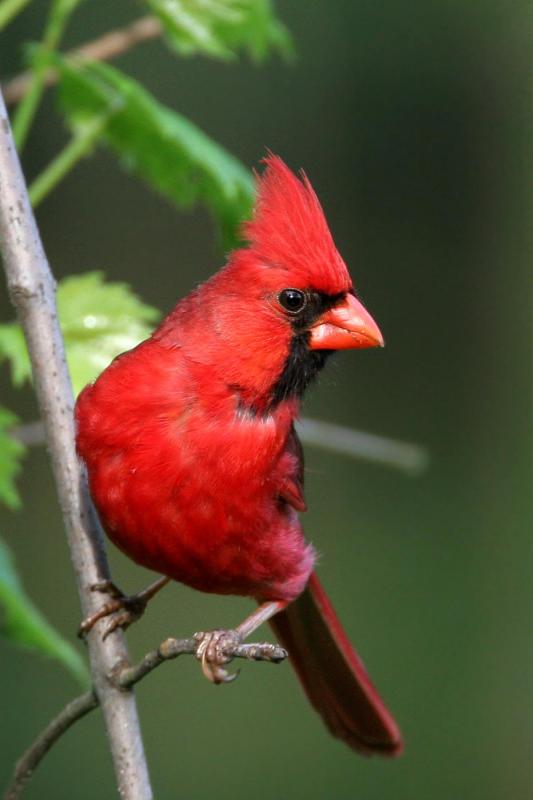 Cardinal