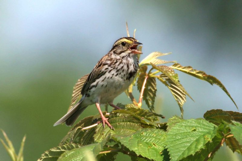 Savannah Sparrow