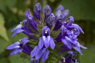 Great Lobelia  (Lobelia siphilitica)