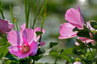 Swamp Rose Mallow (Hibiscus moscheutos)