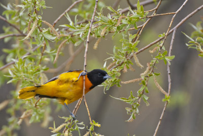 Blackbirds, Bobolinks, and Orioles