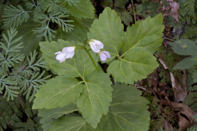 Toothwort (Dentaria diphylla)
