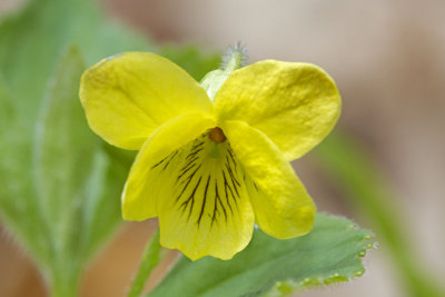 Downy Yellow Violet (Viola pubescens)