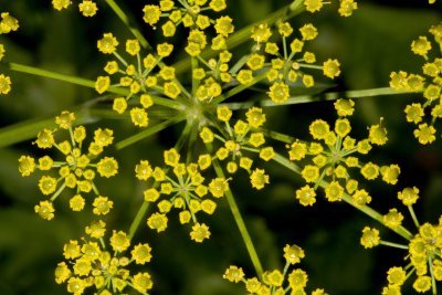 Wild Parsnip (Pastinaca sativa)