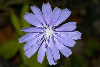 Chicory (Cichorium intybus)