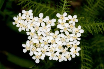 Yarrow (achillea millefolium)