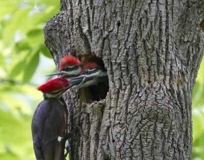 woodpeckers