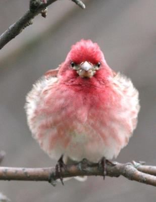 Purple Finch