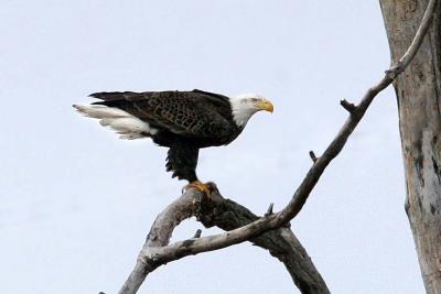 g4/37/669537/3/60779539.BaldEagleMudLock.jpg