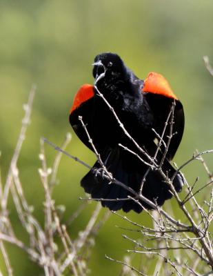 Red-wing Blackbird
