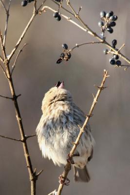 House Finch, female