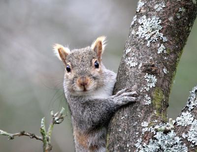 Grey Squirrel