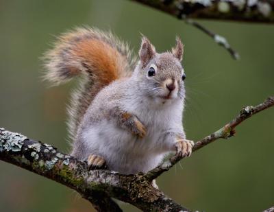 Red Squirrel