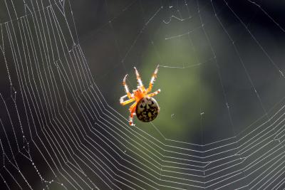 Spider on Oxbow Trail