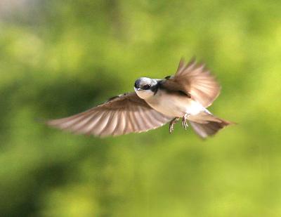 Tree Swallow