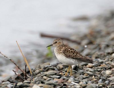 Least Sandpiper, Myer's Point