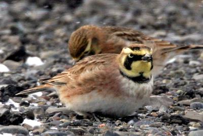 Horned Lark