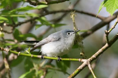 g4/37/669537/3/61082753.BluegrayGnatcatcher.jpg