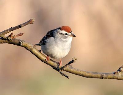 Chipping Sparrow