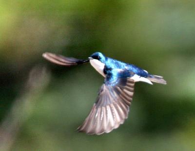 Tree Swallow