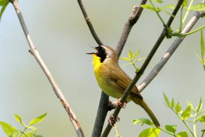 Common Yellowthroat singing in ash tree