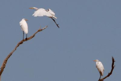 Great Egrets in tree at Montezuma NWR