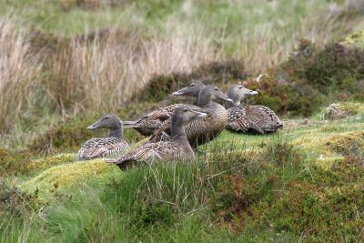 Common Eiders - five females nesting (Scotland)