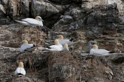 Gannets nesting (Scotland)