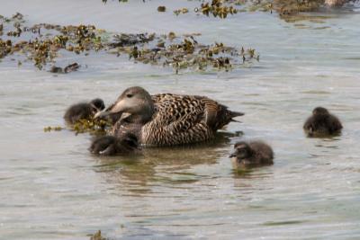 Common Eider female with ducklings