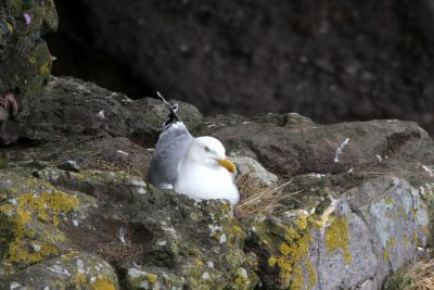 Herring Gull on nest (Scotland)