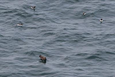 Great Skua and Guillemots (Scotland)