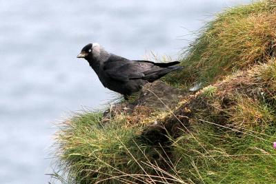 Jackdaw on cliff at Fowlsheugh
