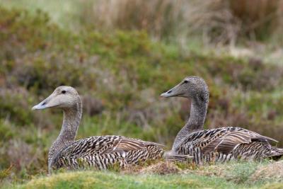 Common Eiders females nesting