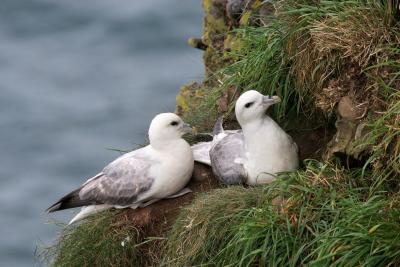 Fulmars on nest (Scotland)