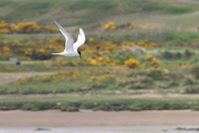 Sandwich Tern looking for a fish (Scotland)