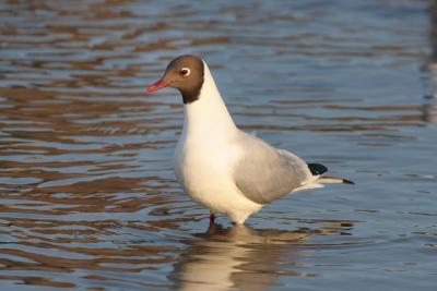 Black-headed Gull (Scotland)