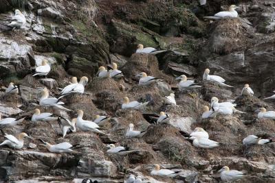 Gannet colony (Scotland)
