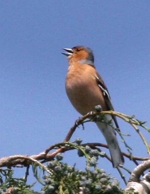 Chaffinch (Scotland)