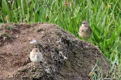 Twite and Rock Pipit