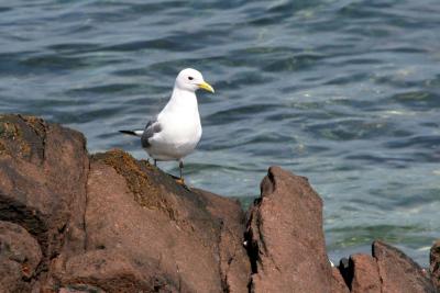 Kittiwake (Scotland)