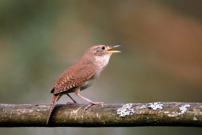 House Wren singing