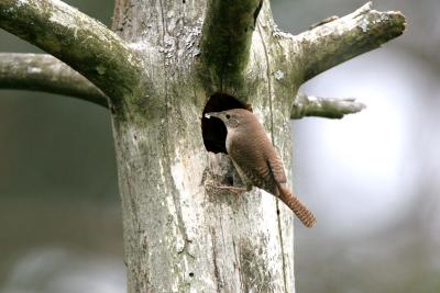 House Wren coming into nest hole
