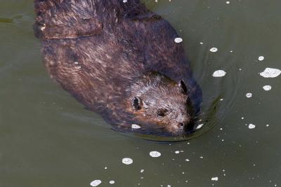 Beaver in Fall Creek