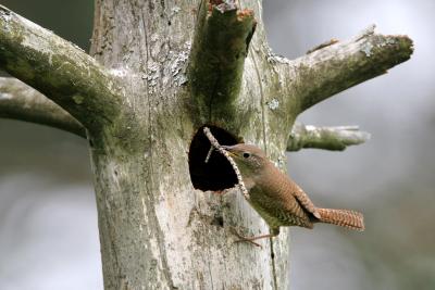 House Wren with twig