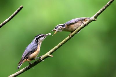 Nuthatches and Creepers