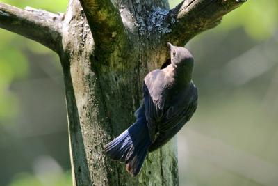 Female Bluebird checking out cavity