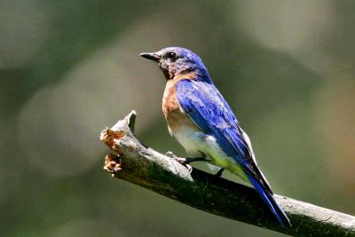 Eastern Bluebird