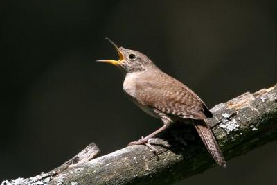 House Wren singing