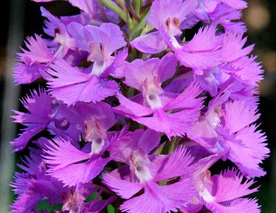 Large Purple Fringed Orchid (Platanthera grandiflora)
